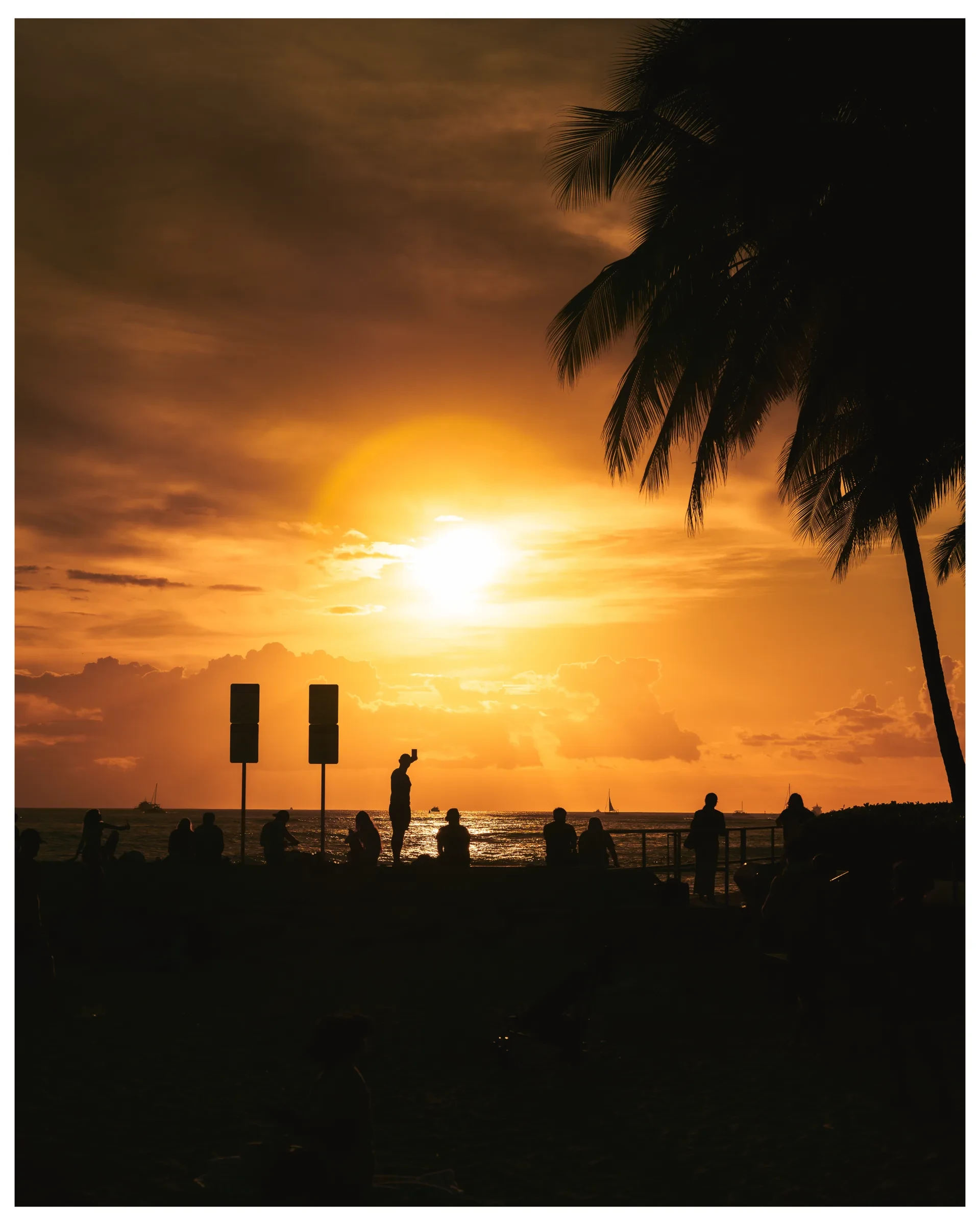 Sunset light filtered through palm trees