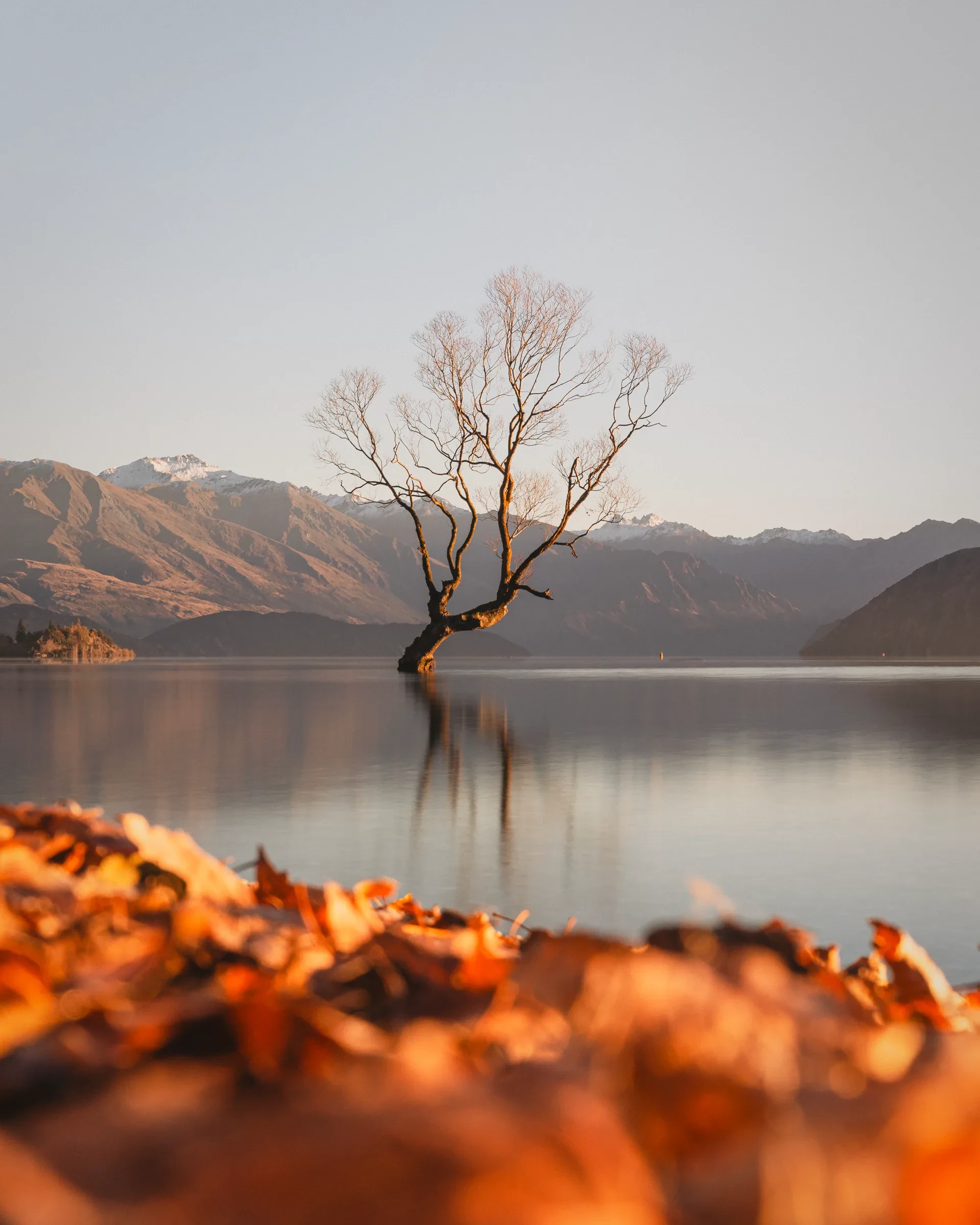 A lone autumn tree beside a mountain lake