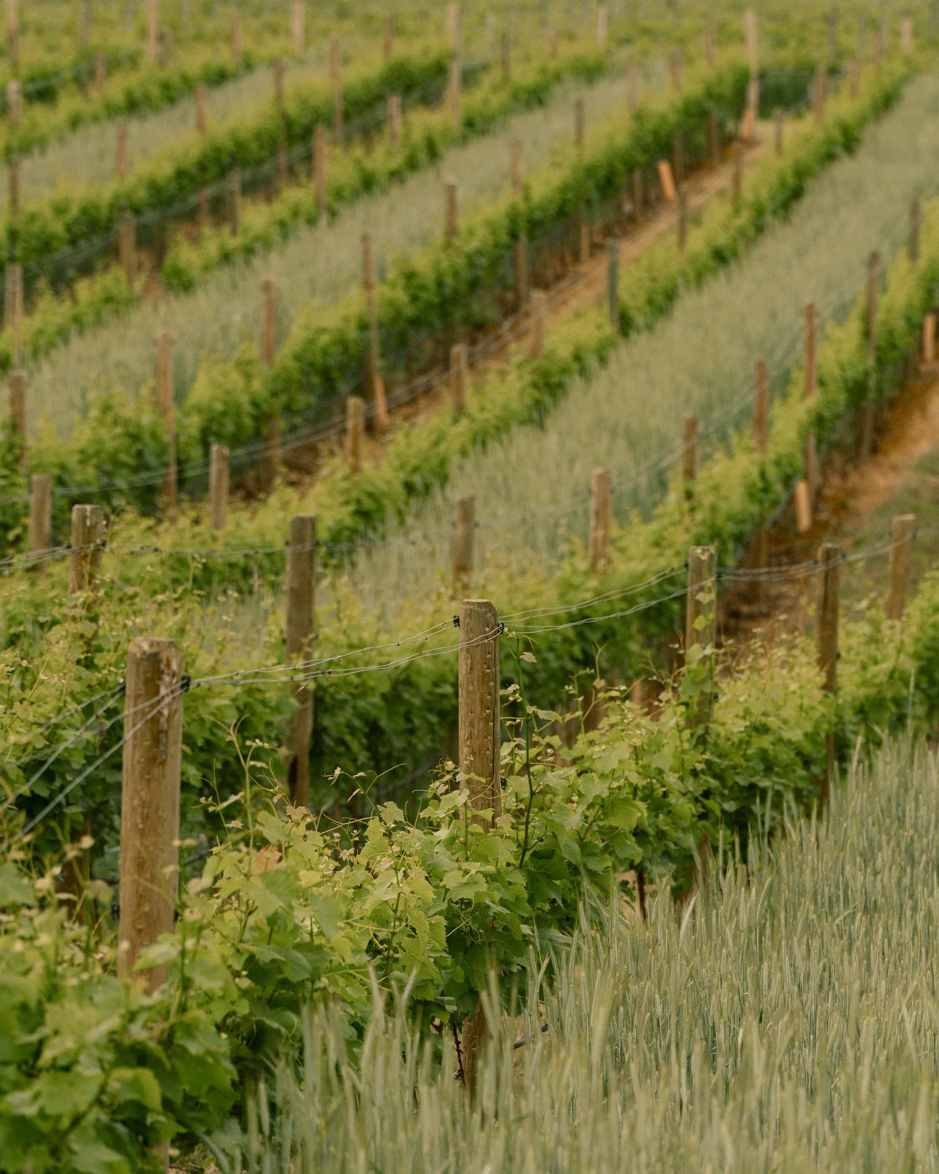 Layered rows of vines and field crops