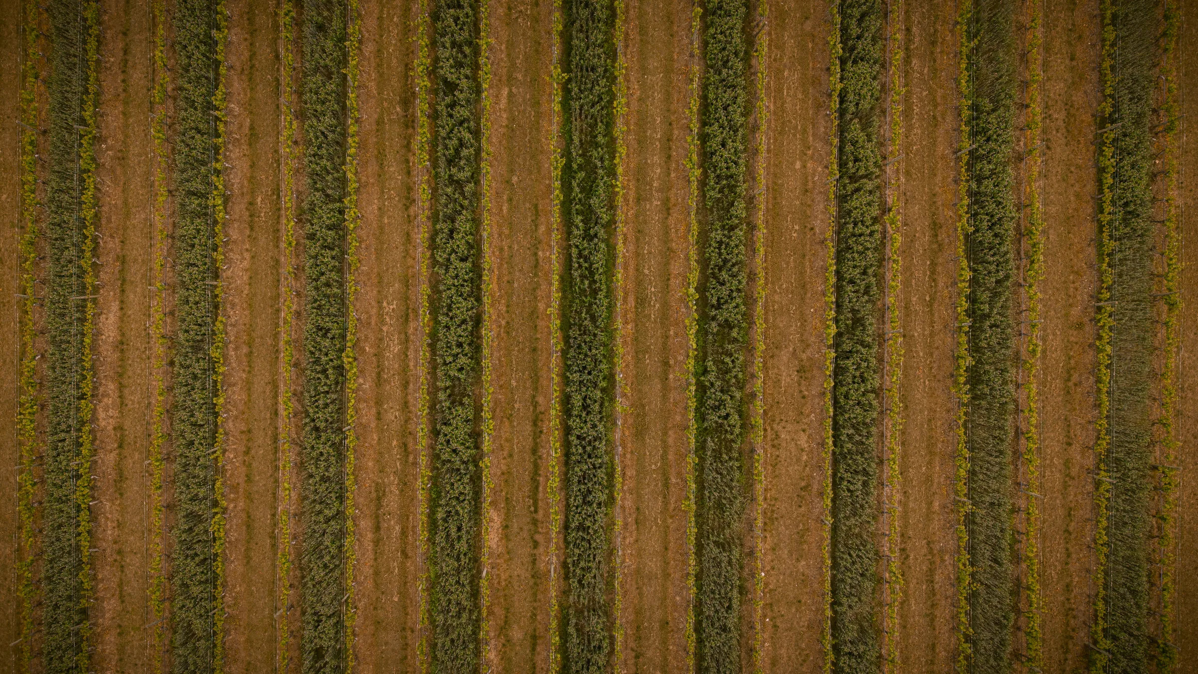 Repeating vineyard rows viewed directly from above