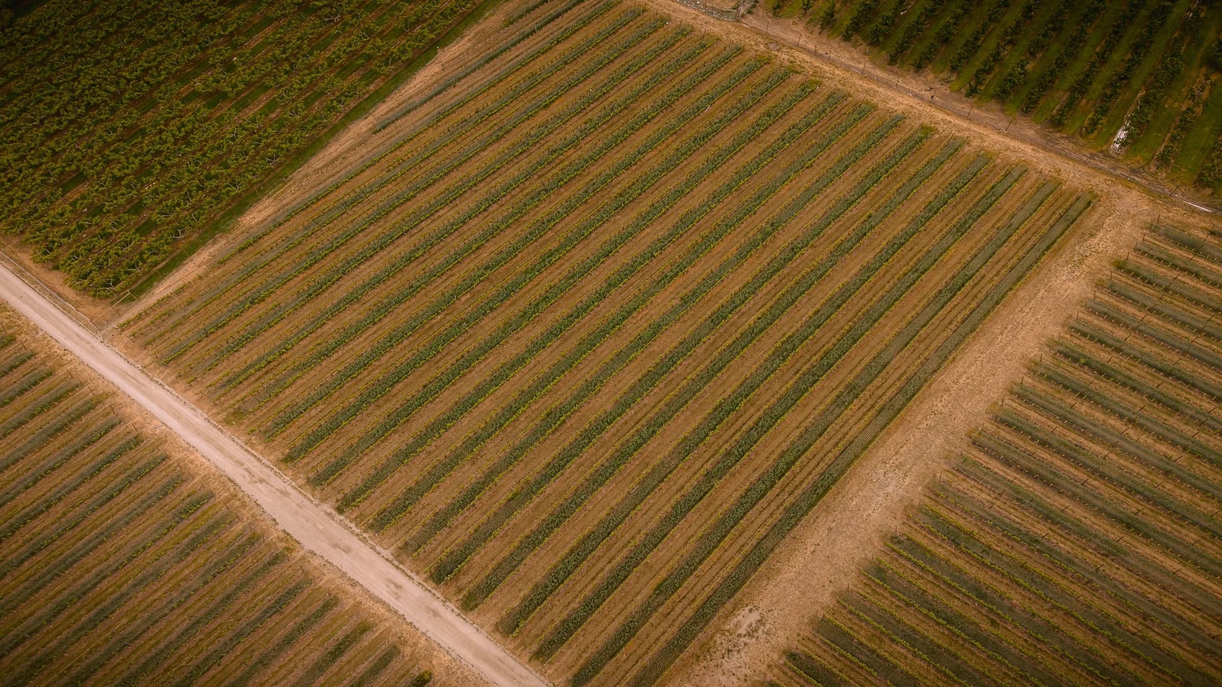 Vineyard blocks and access roads viewed from above
