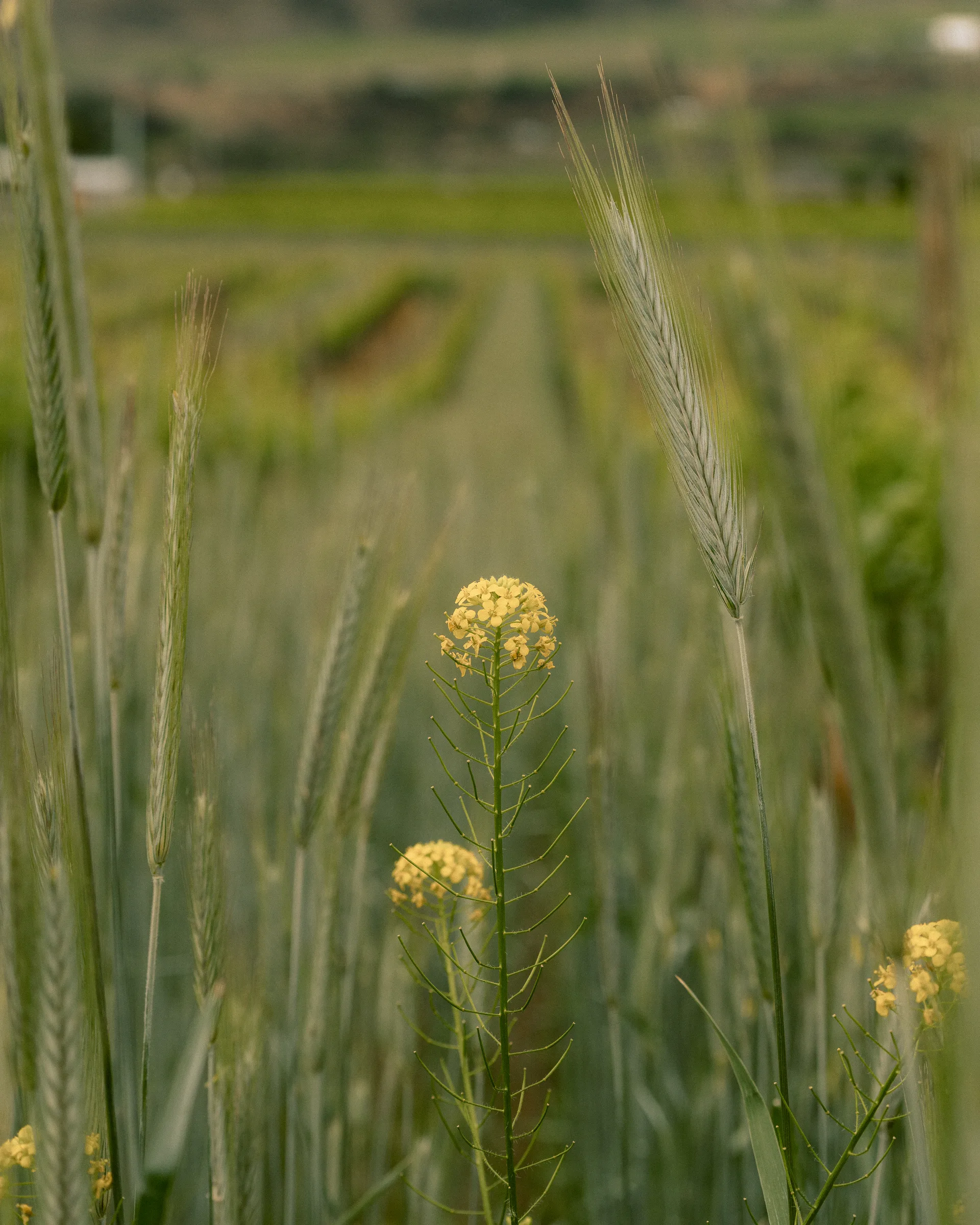 Yellow flowers growing among grain beside the vines