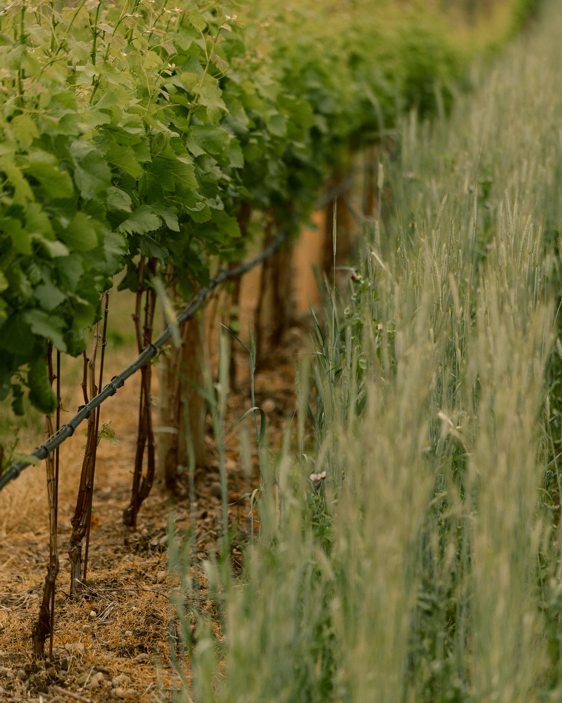 Vines and grain growing in parallel rows