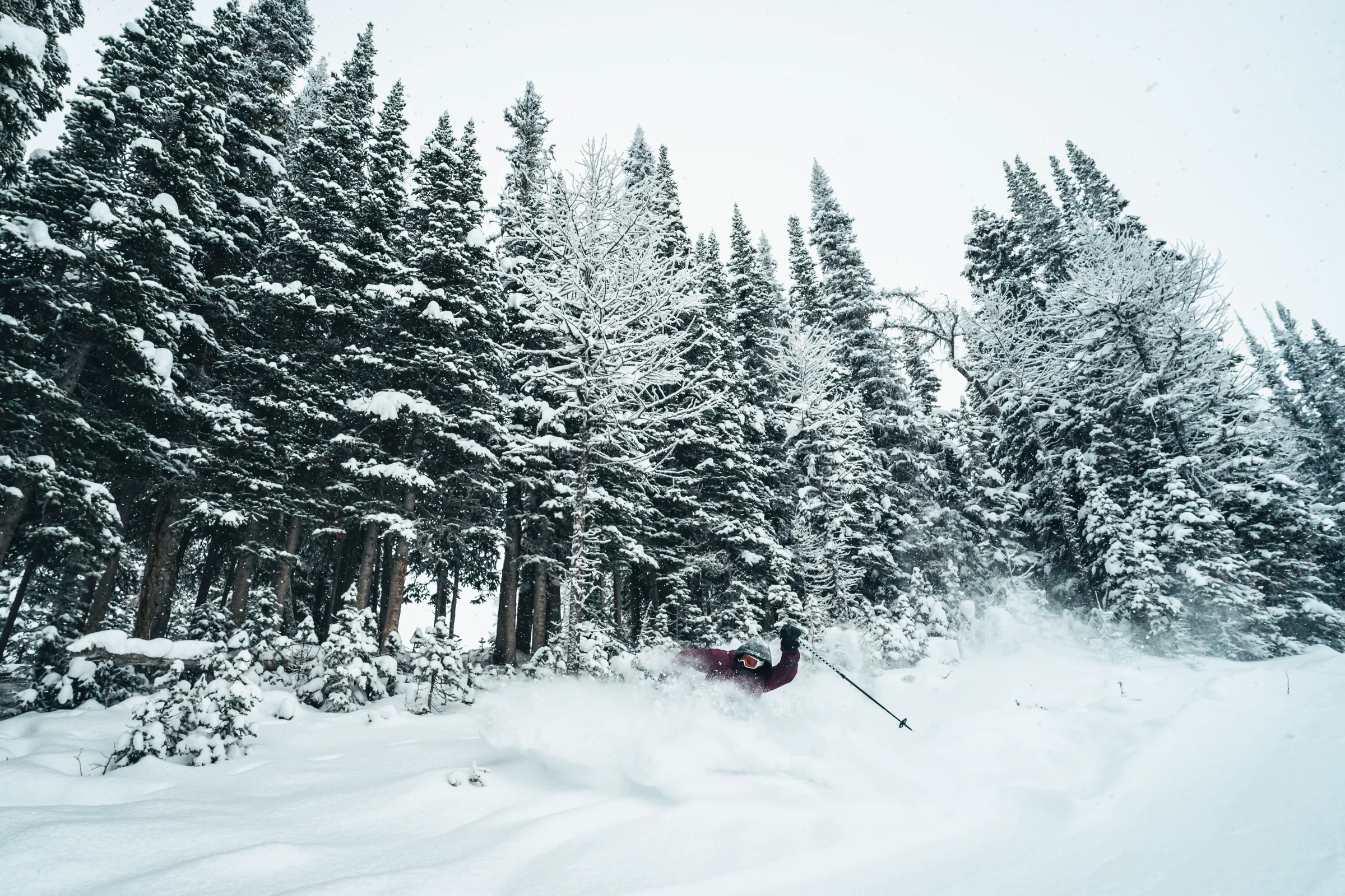 A skier passing through snow-covered trees