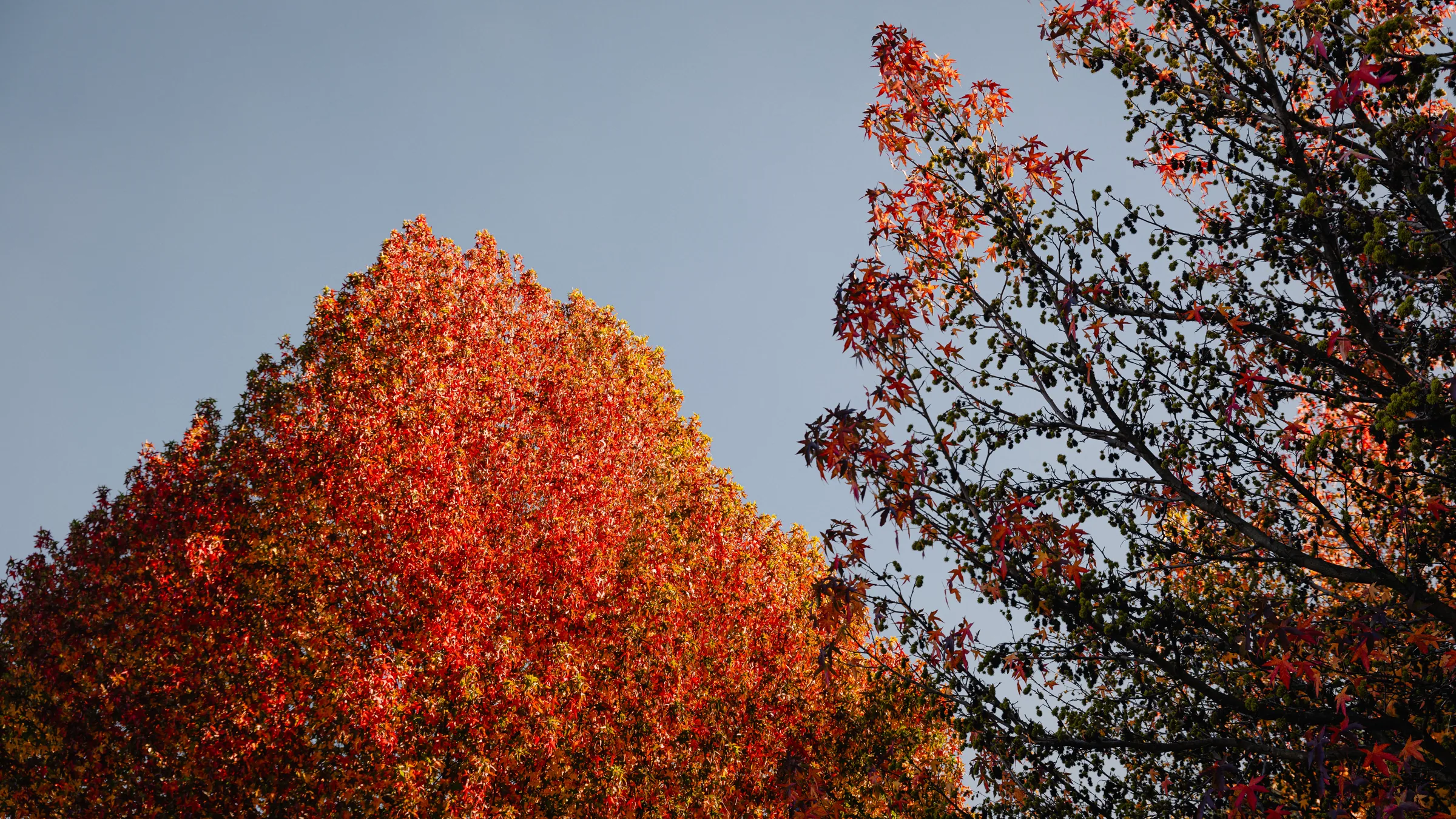 A red autumn tree beside a still mountain lake