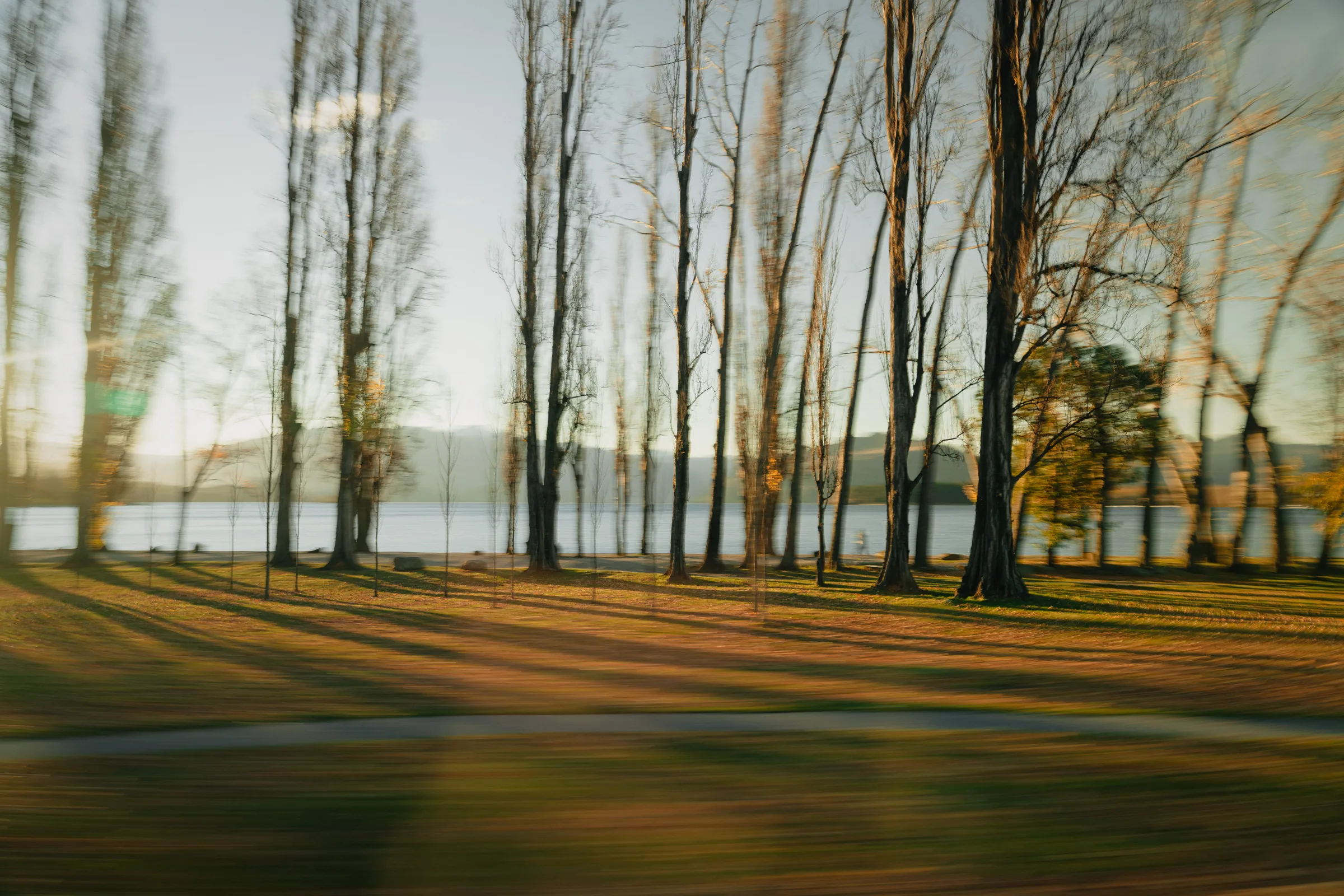 Long tree shadows crossing a lakeside grove